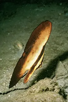 Batfishes: Orbicular Batfish