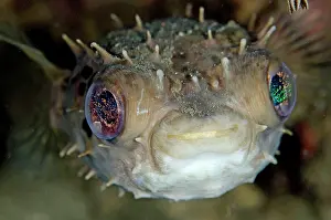 Bianca: Orbicular Burrfish Bianca dive site, Lembeh Straits