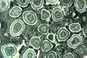 Intrusive: Orbicular Diorite