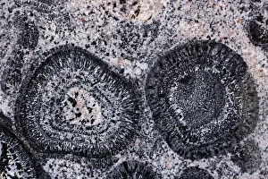 Orbicular: Orbicular Granite
