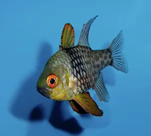 Cardinalfishes: Orbiculate Cardinal Fish