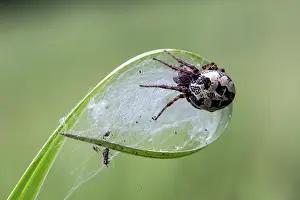 Rive: Orbweaver Spider (Larinioides cornutus) in its web