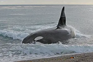 Orcas: Orca / Killer Whale