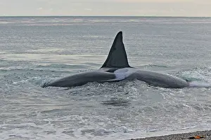 Orcas: Orca / Killer Whale