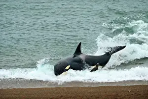 Otaria: Orca / Killer Whale
