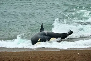 Otaria: Orca / Killer Whale