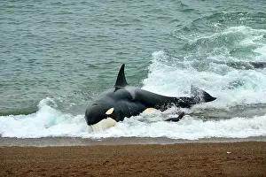 Otaria: Orca / Killer Whale