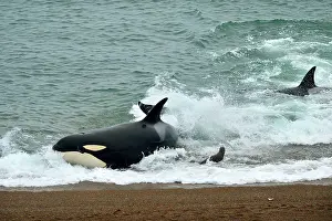 Otaria: Orca / Killer Whale