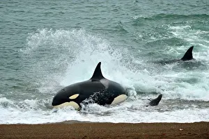 Otaria: Orca / Killer Whale