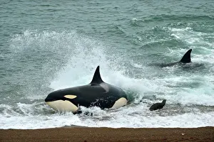 Otaria: Orca / Killer Whale