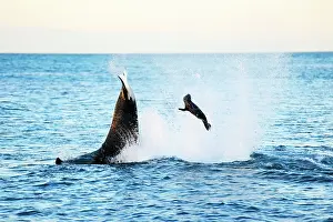 Throwing: Orca / Killer Whale