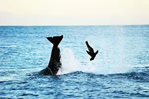 Throwing: Orca / Killer Whale