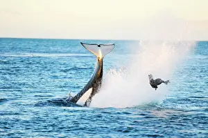Throwing: Orca / Killer Whale