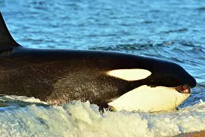 Otaria: Orca / Killer Whale