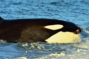 Otaria: Orca / Killer Whale
