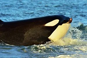 Otaria: Orca / Killer Whale