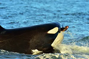 Otaria: Orca / Killer Whale