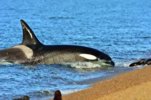 Otaria: Orca / Killer Whale