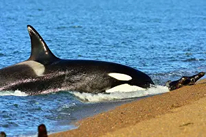 Otaria: Orca / Killer Whale