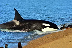 Otaria: Orca / Killer Whale