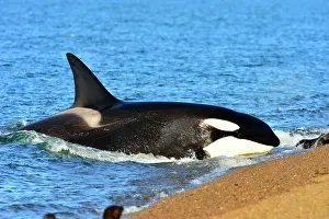 Otaria: Orca / Killer Whale