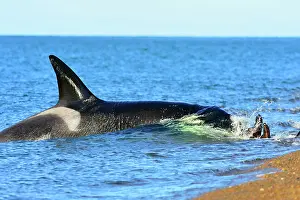 Otaria: Orca / Killer Whale