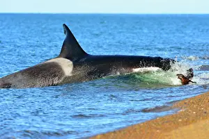 Sealions: Orca / Killer Whale