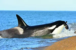 Sealions: Orca / Killer Whale