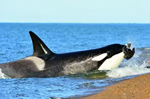 Sealions: Orca / Killer Whale