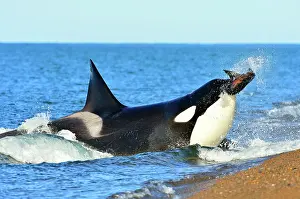 Sealions: Orca / Killer Whale