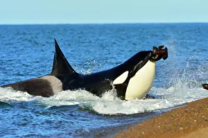 Sealions: Orca / Killer Whale