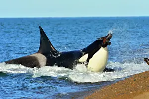 Sealions: Orca / Killer Whale