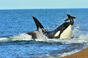 Sealions: Orca / Killer Whale