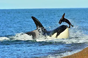 Sealions: Orca / Killer Whale