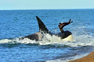 Sealions: Orca / Killer Whale
