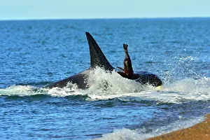 Sealions: Orca / Killer Whale