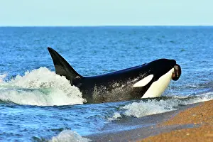 Sealions: Orca / Killer Whale