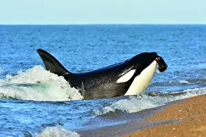 Sealions: Orca / Killer Whale