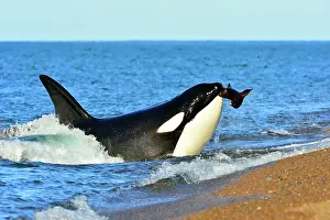 Sealions: Orca / Killer Whale