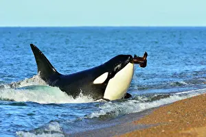 Sealions: Orca / Killer Whale
