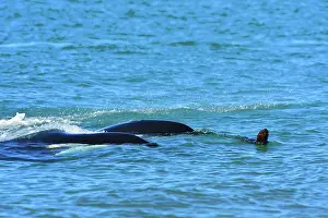 Sealions: Orca / Killer Whale