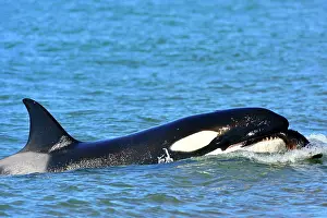 Sealions: Orca / Killer Whale