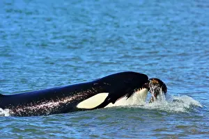 Orcinus: Orca / Killer Whale