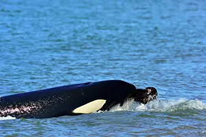 Orcinus: Orca / Killer Whale