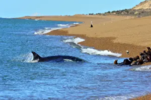 Orcinus: Orca / Killer Whale