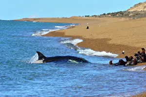 Orcinus: Orca / Killer Whale