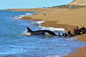 Orcinus: Orca / Killer Whale
