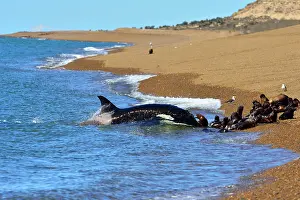 Orcinus: Orca / Killer Whale