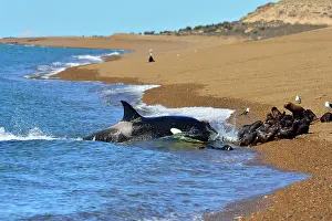 Orcinus: Orca / Killer Whale