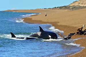 Orcinus: Orca / Killer Whale
